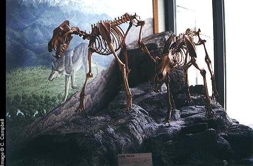 dire wolf skeletons - New Mexico Museum of Natural History