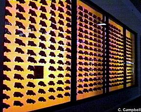 dire wolf skulls - George C. Page Museum