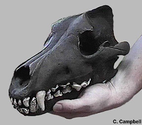 dire wolf skull - Rancho La Brea deposit, California - Image  C. Campbell