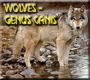 go to: Wolves - Genus Canis